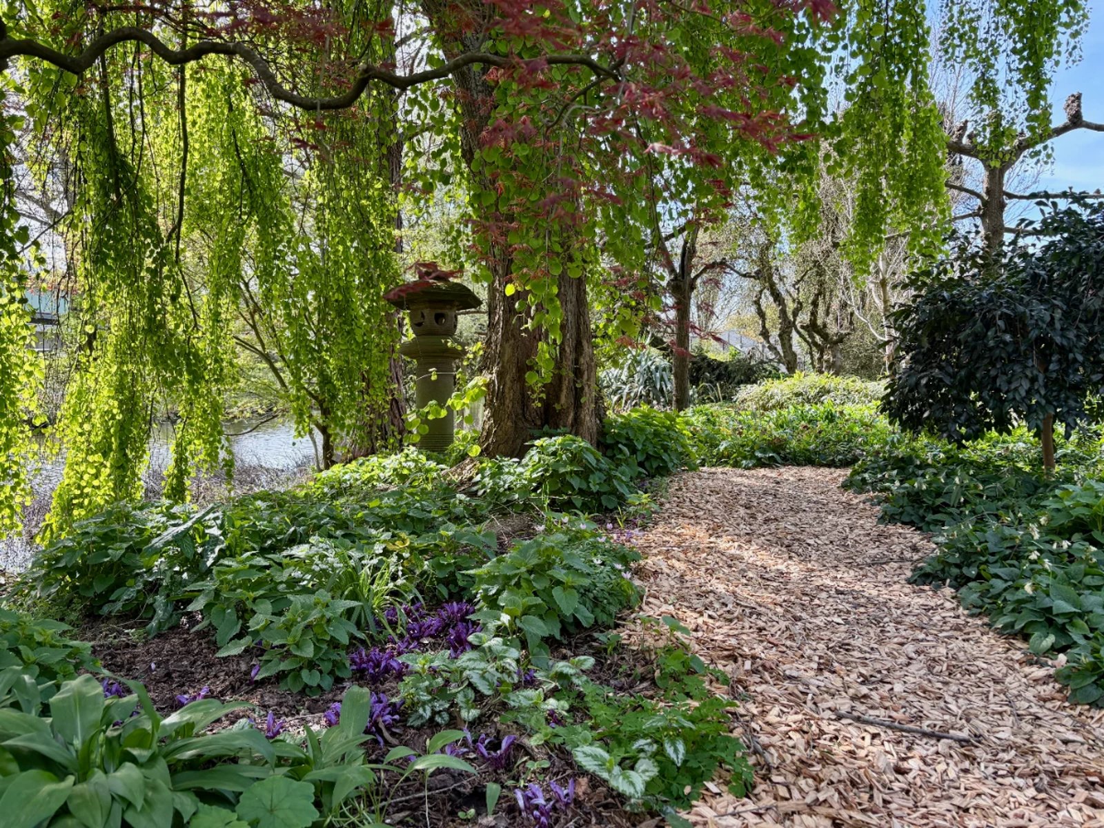Mulched garden bath with purple flowers, leafy green tree and other plants