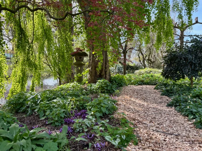 Mulched garden bath with purple flowers, leafy green tree and other plants
