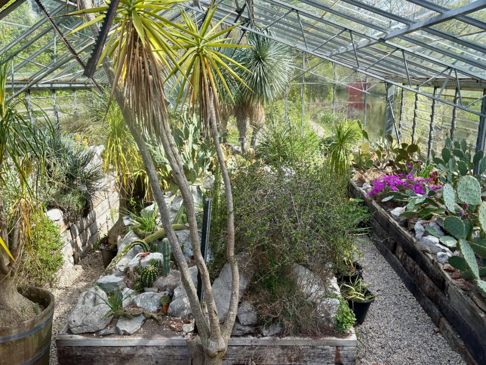 Sunny greenhouse with a variety of cacti and succulents