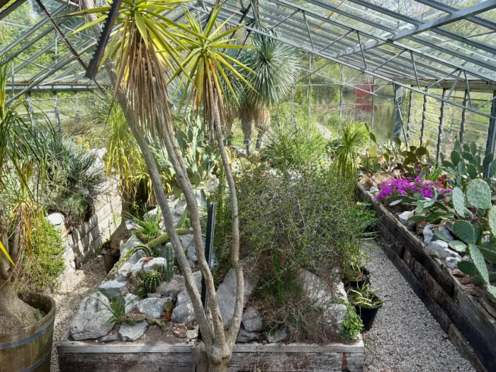 Sunny greenhouse with a variety of cacti and succulents
