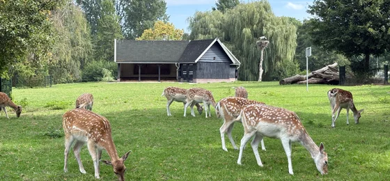 Hertenkamp Kralingse Bos