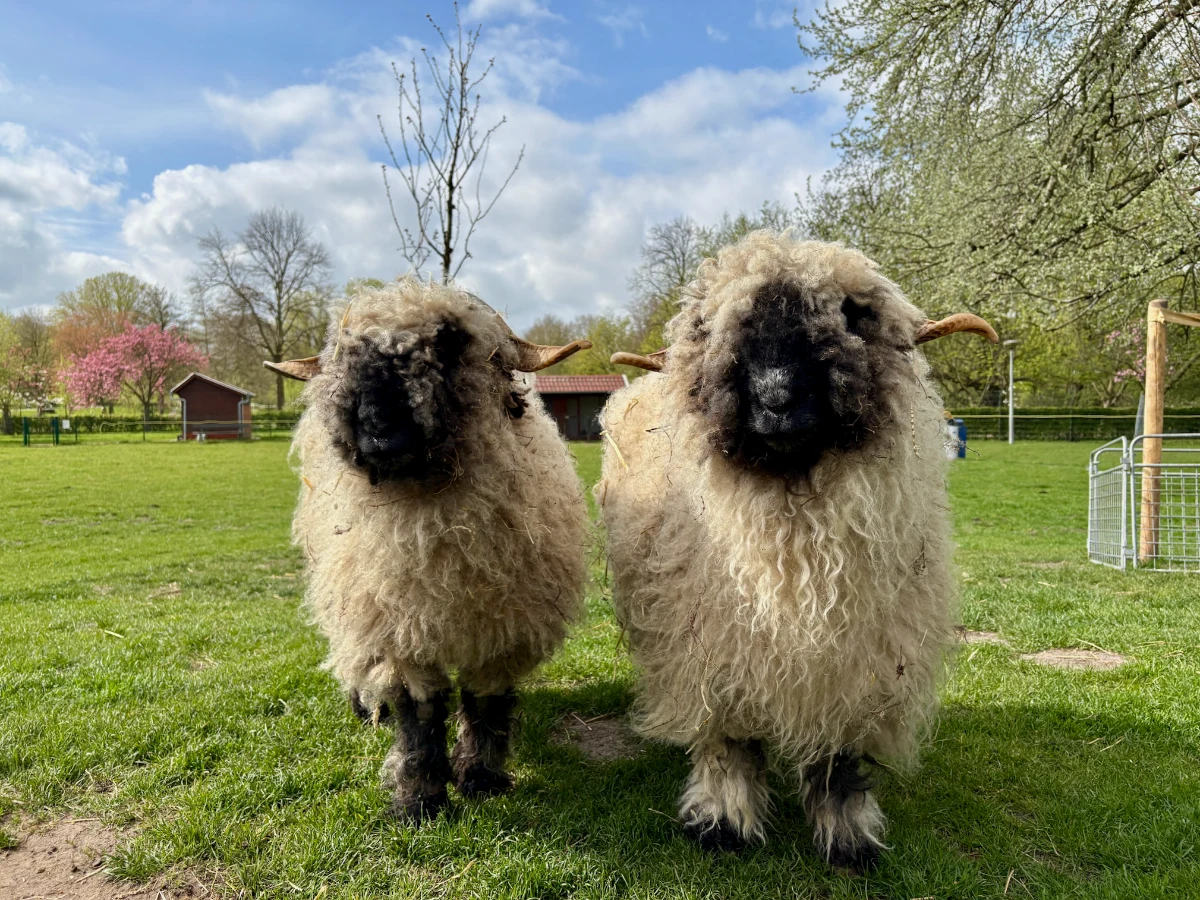 Two wooly sheep with black faces and curved horns on a sunny, grassy lawn