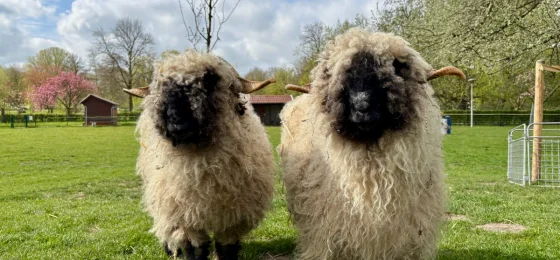 Kinderboerderij Het Sloterpark