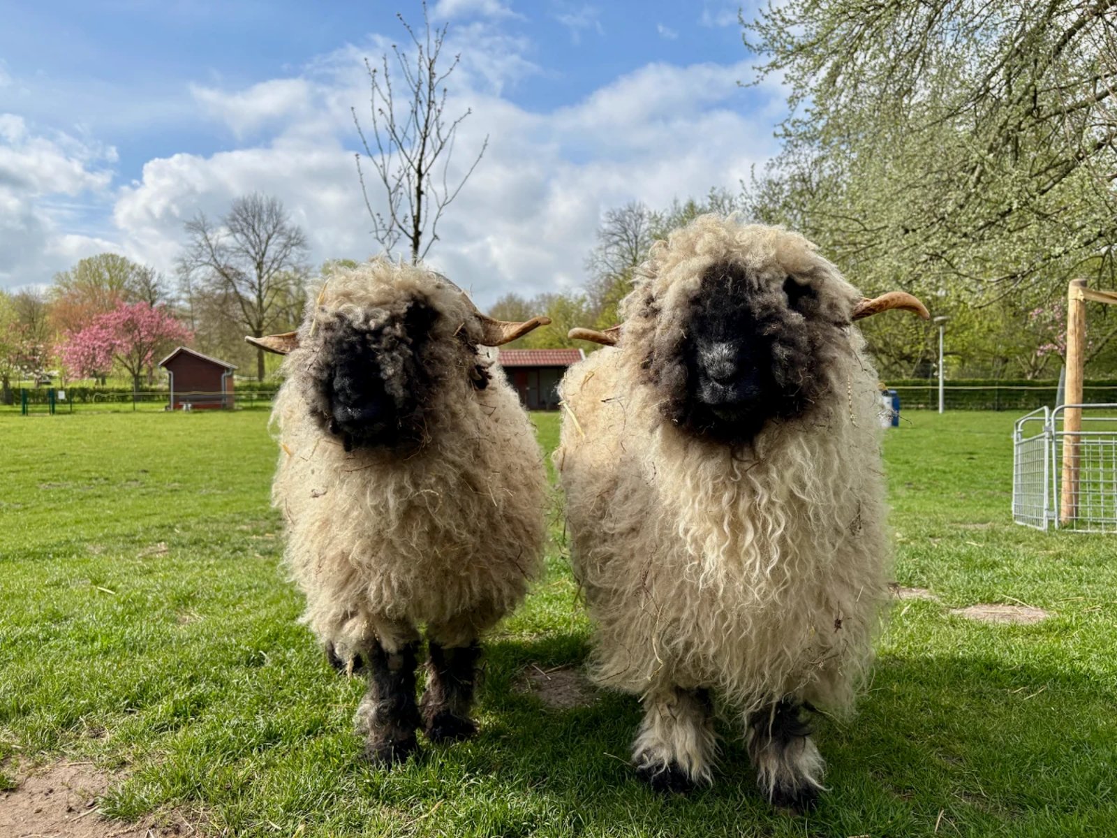 Two wooly sheep with black faces and curved horns on a sunny, grassy lawn