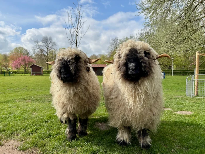 Two wooly sheep with black faces and curved horns on a sunny, grassy lawn