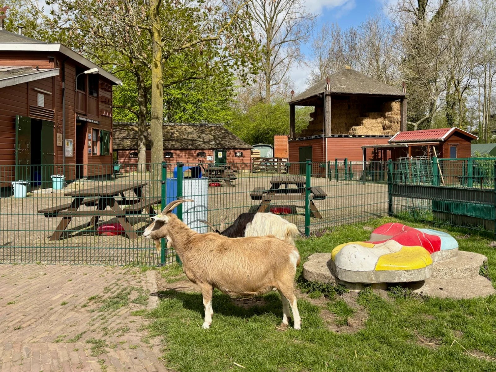 Brown goat and long-haired black and white goat grazing in front of farm buildings on a sunny day