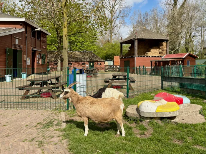 Brown goat and long-haired black and white goat grazing in front of farm buildings on a sunny day