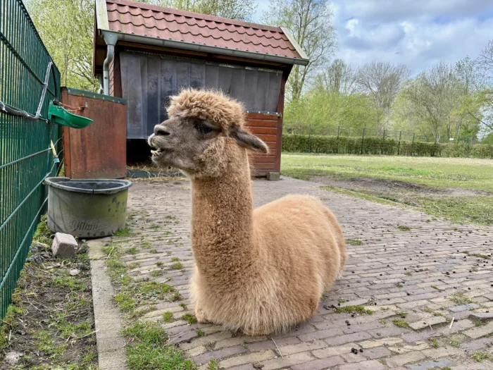 Tan alpaca laying on brick walkway next to green fence and with shed and grassy lawn behind