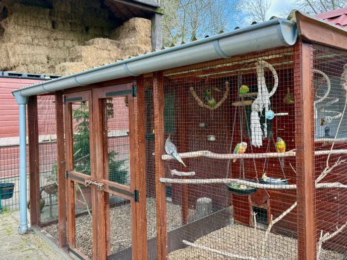Brightly colored birds in an outdoor enclosure with a hay barn behind