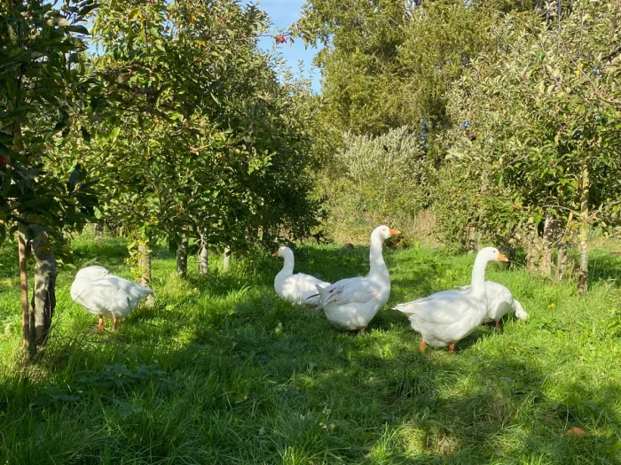White geese on a farm