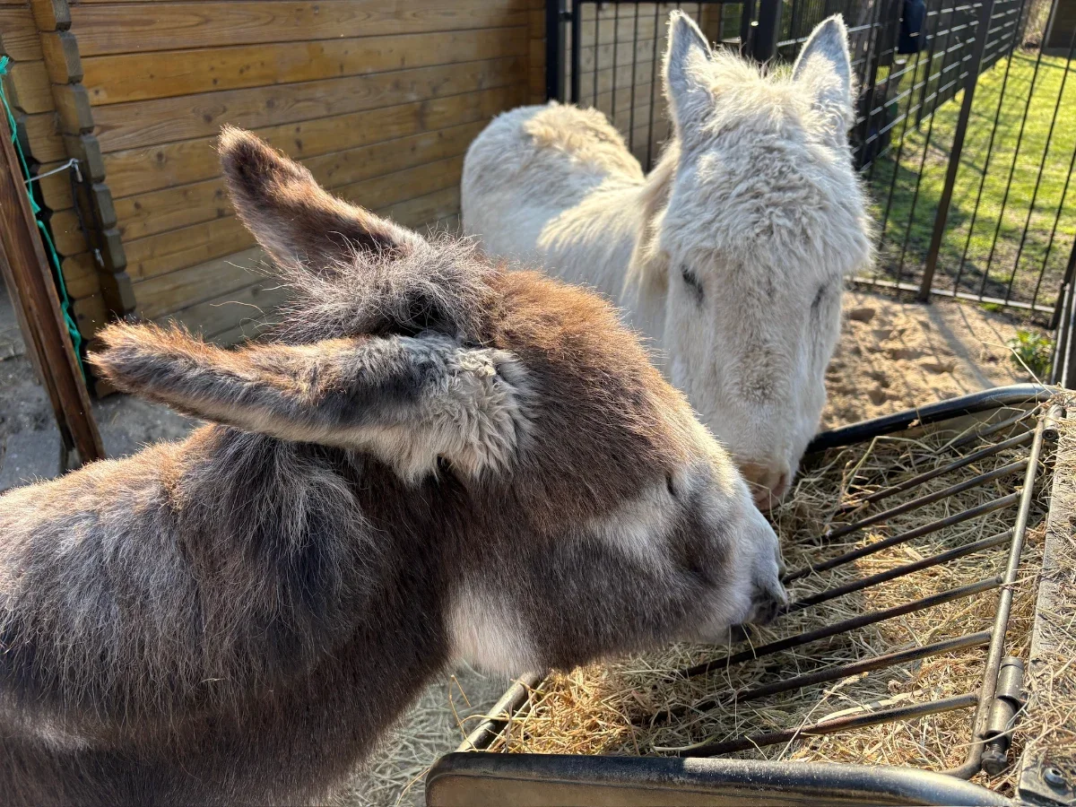 Two brown and white donkies eat hay from a trough