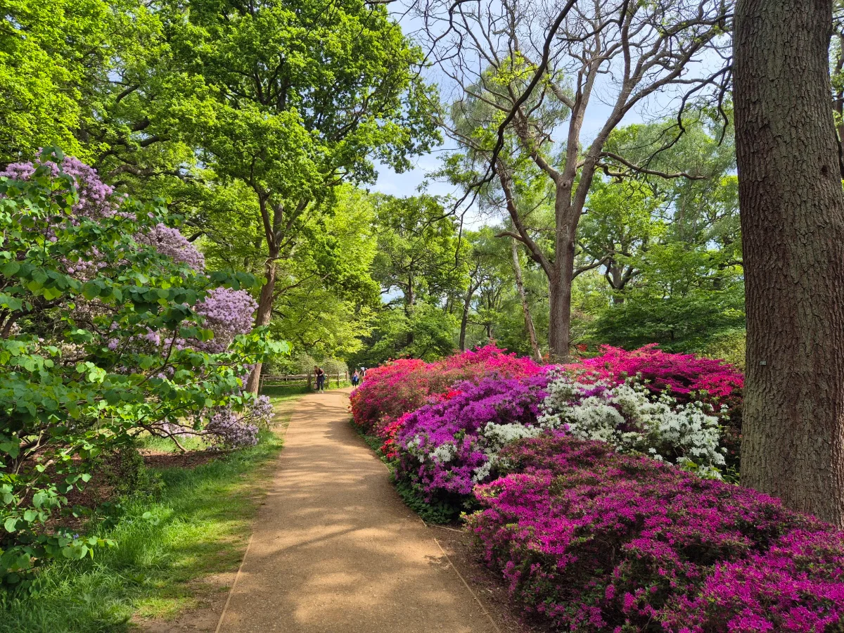 Isabella Plantation