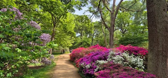 Isabella Plantation