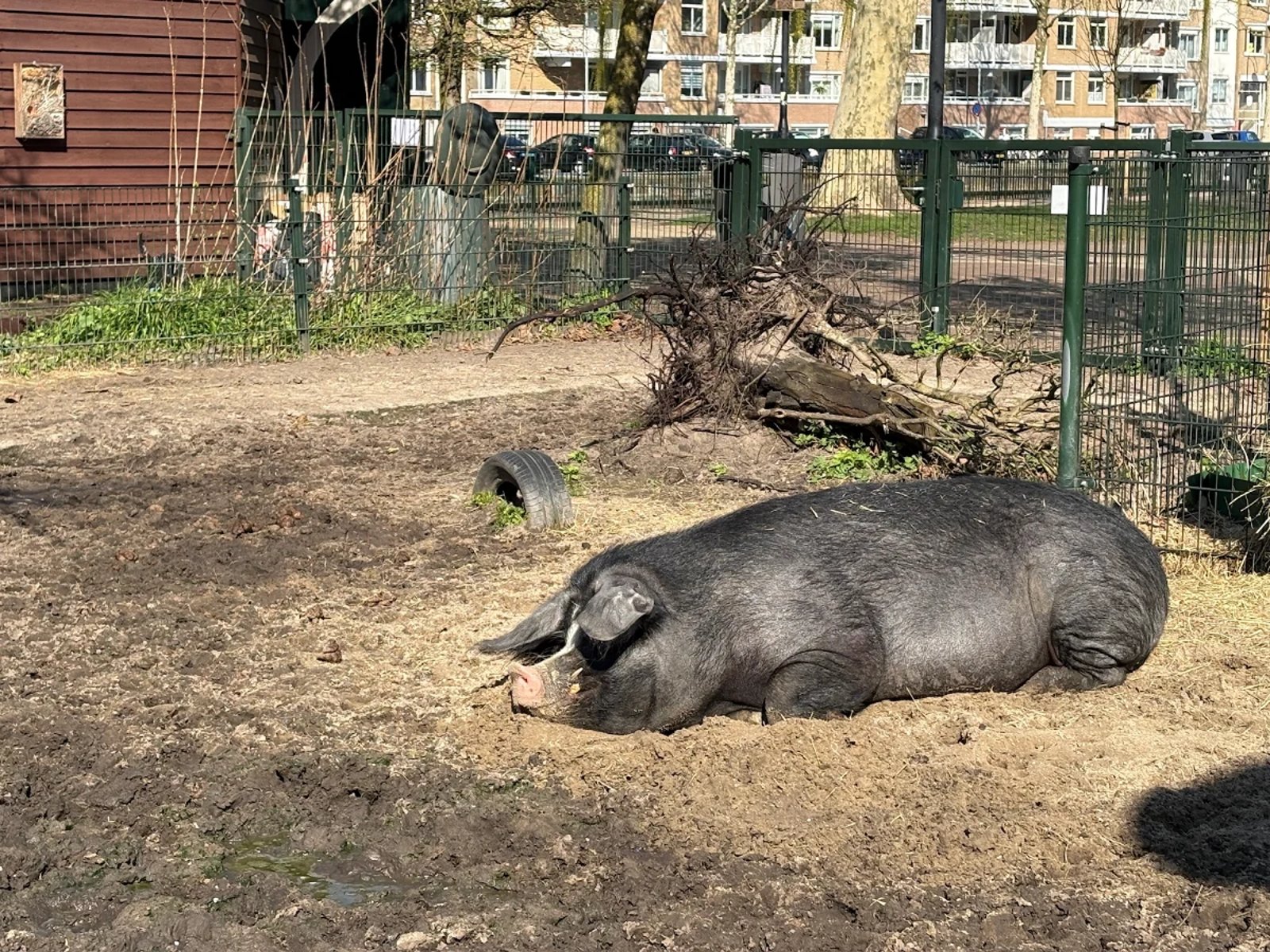 Large black pig sleeps in the sun on a children's farm