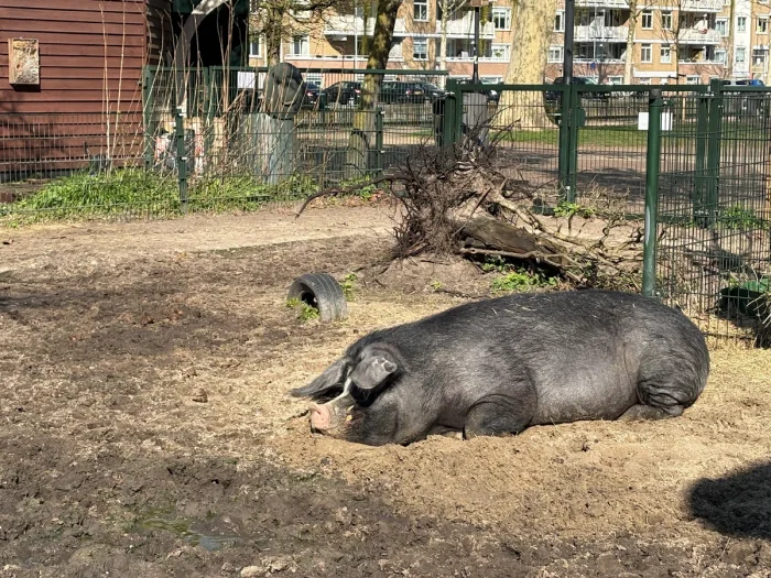 Large black pig sleeps in the sun on a children's farm