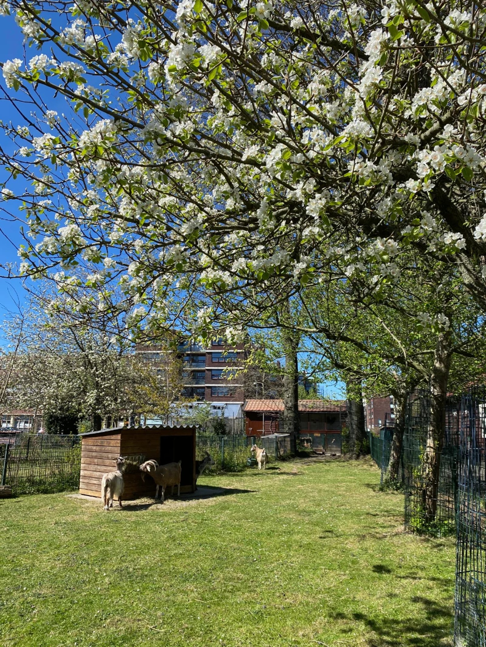 Goats grazing near a small shack on a children's farm with fence lined with white-bloom trees