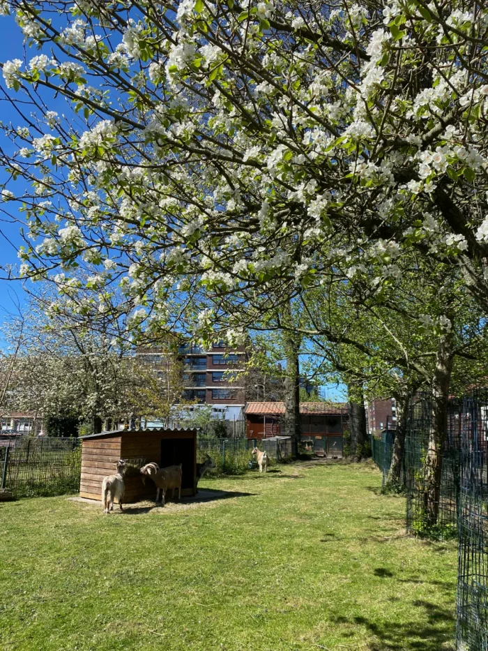 Goats grazing near a small shack on a children's farm with fence lined with white-bloom trees