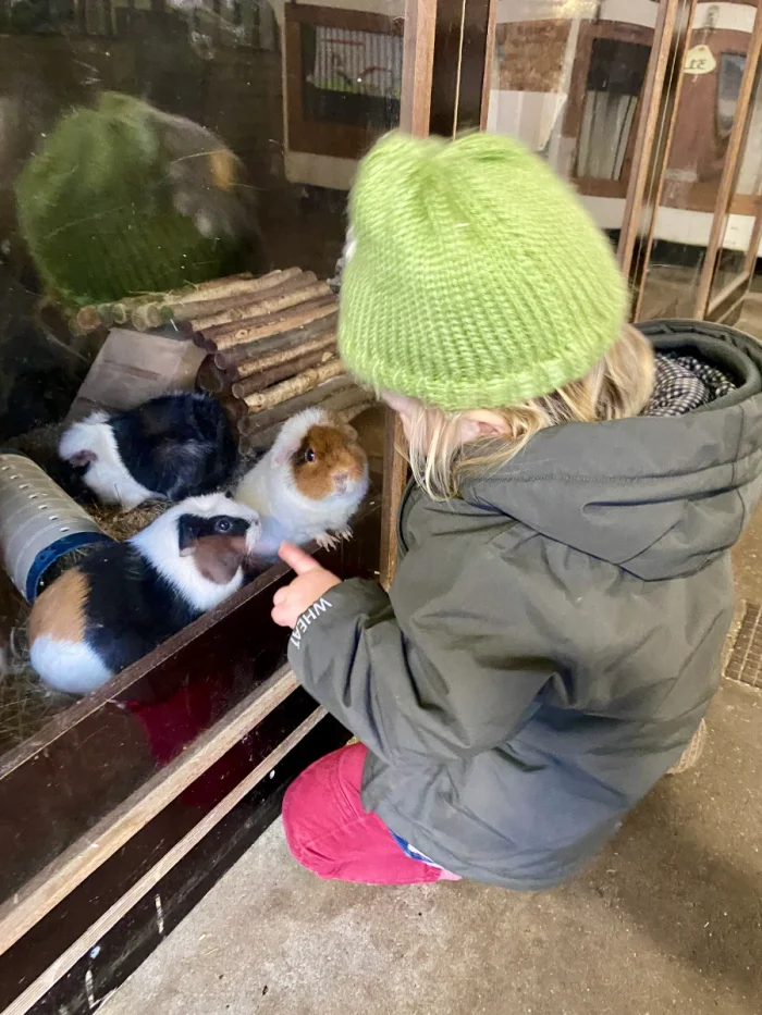 Toddler in a green hat points at black, brown, and white guinea pigs in their enclosuring
