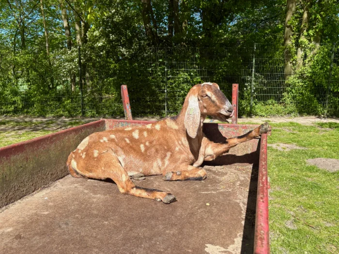 Brown goat with long floppy ears relaxing in the sun on a red farm cart