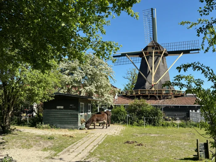 Historic Dutch windmill next to a farm with two donkey standing in the sun and lots of trees