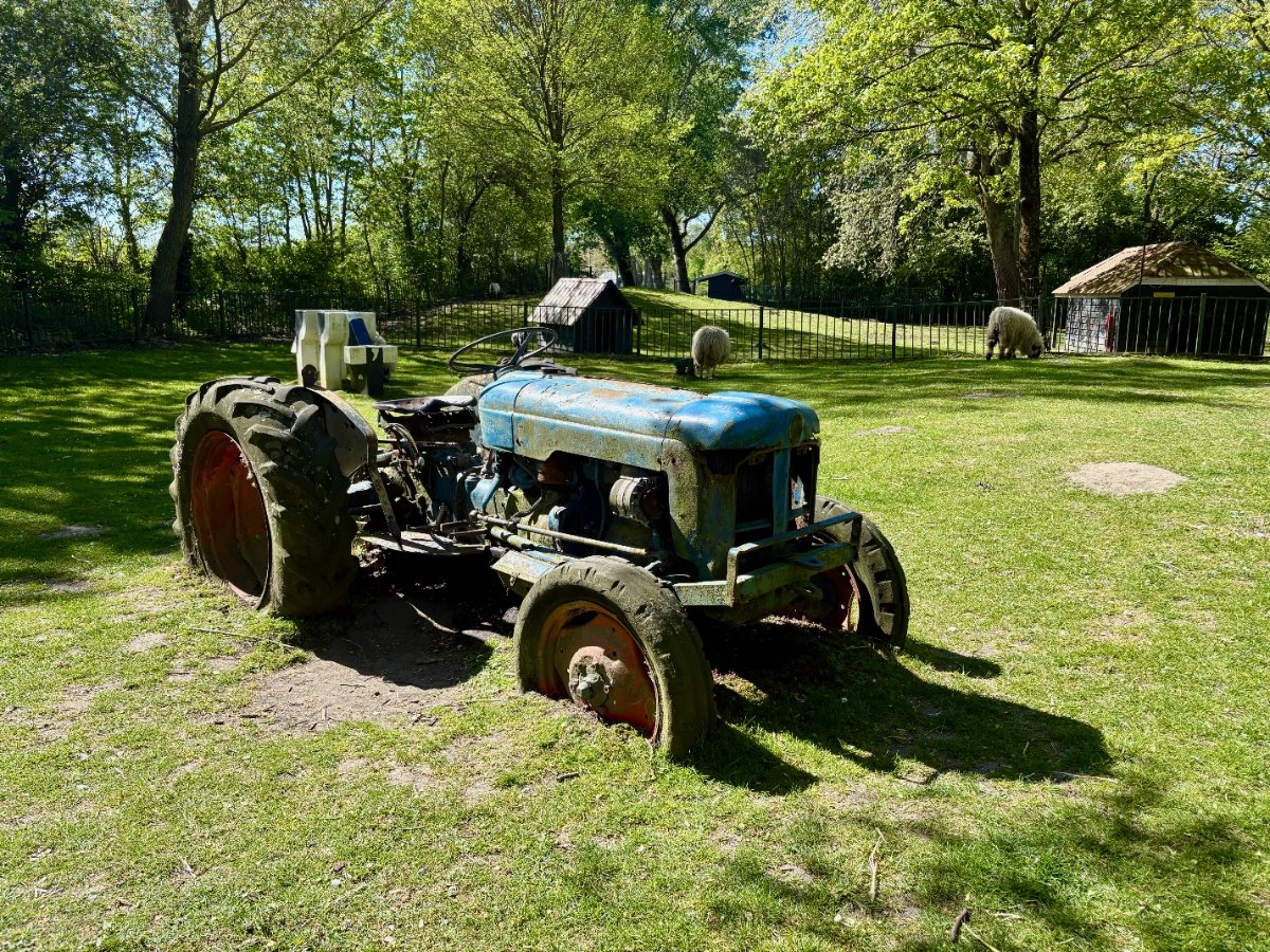 Old rusty tractor on a sunny, grassy lawn with sheep and trees in the background