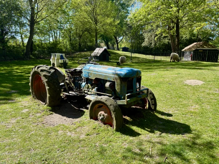 Old rusty tractor on a sunny, grassy lawn with sheep and trees in the background