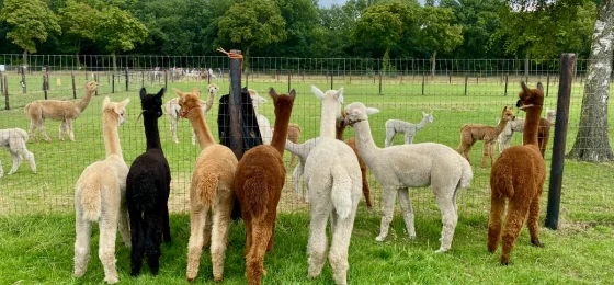 Alpacafarm Vorstenbosch