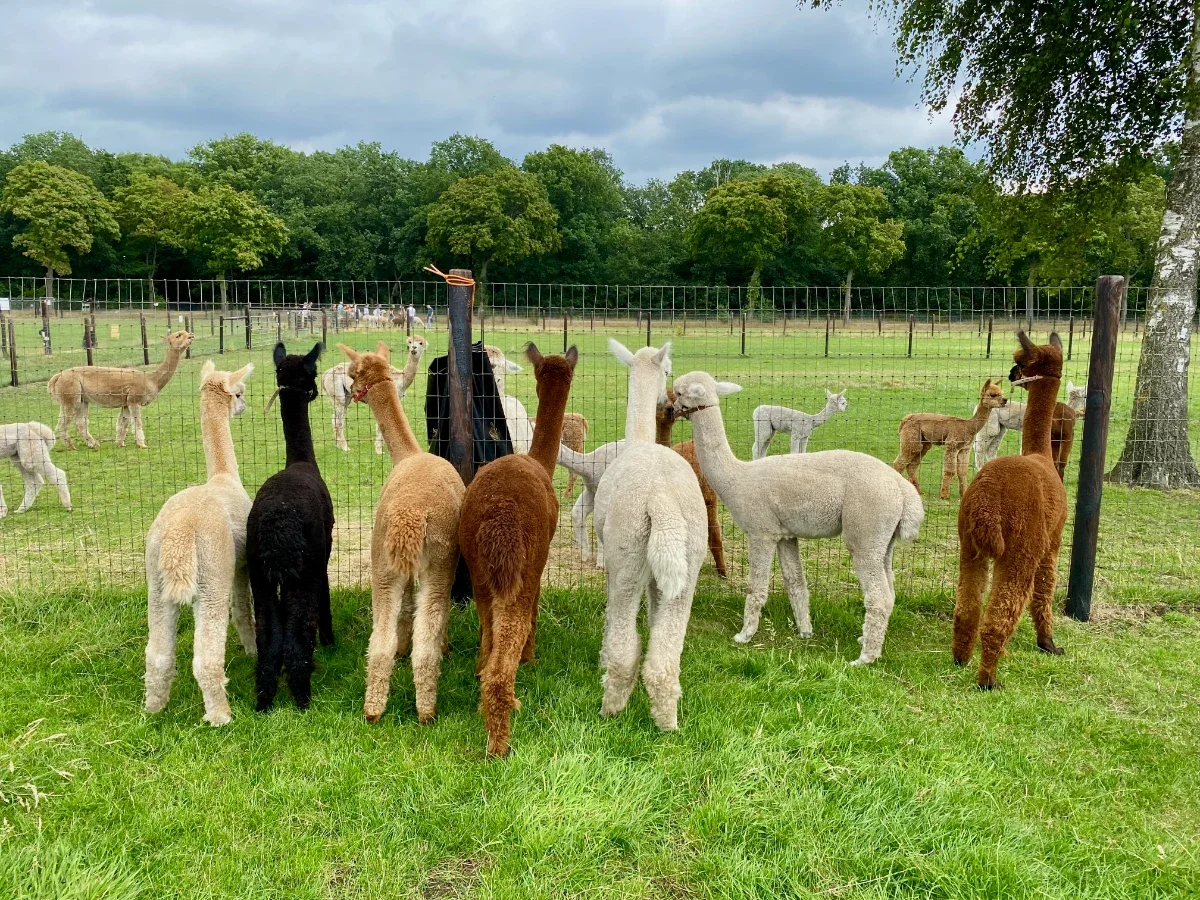 Group of black, brown, and white alpacas look through a fence toward field with more alpacas and tree line beyond