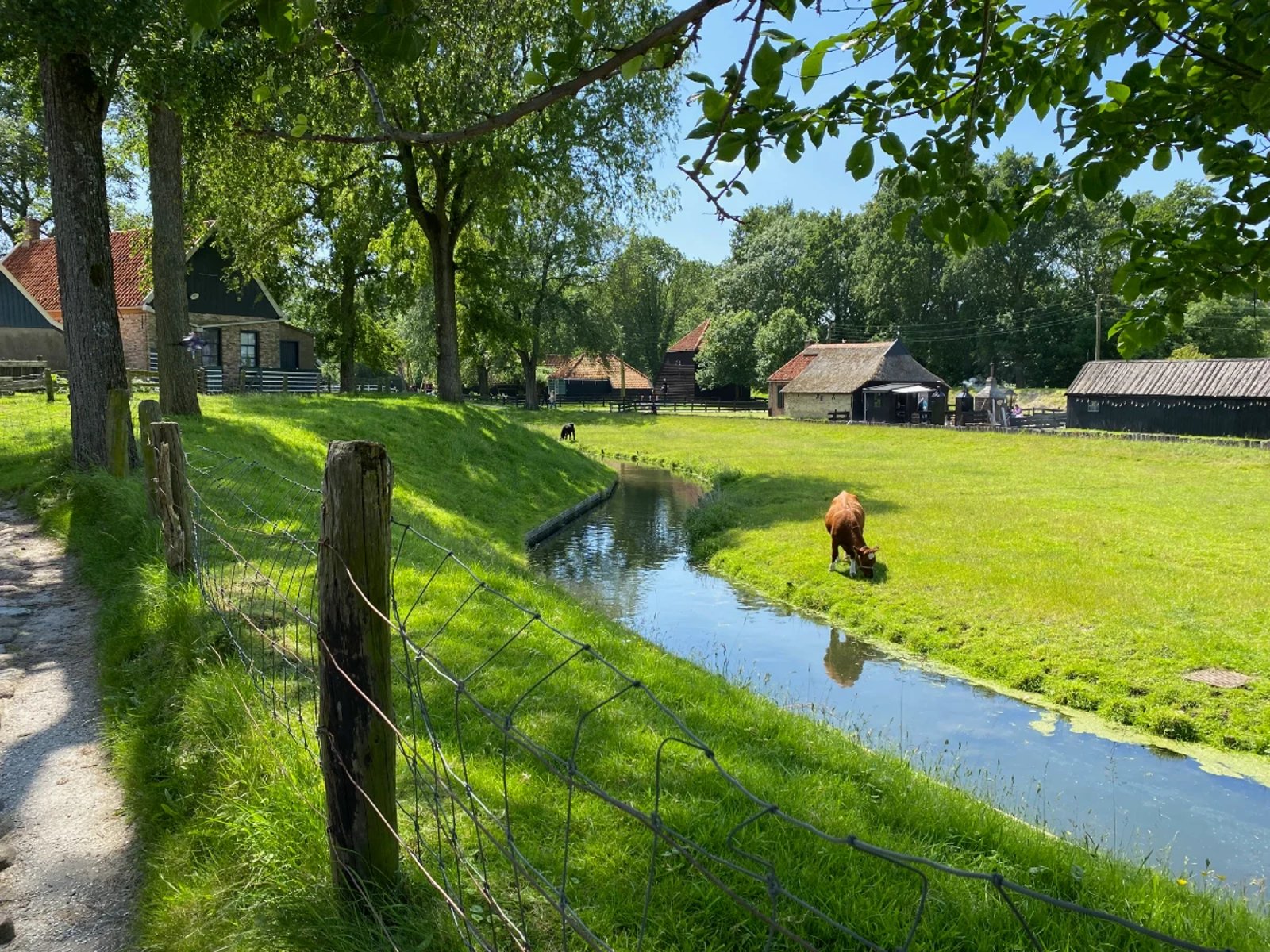 Idyllic farm with cow grazing on vivid green grass near a canal and old farmhouses in the distance