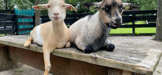 Kinderboerderij De Heij