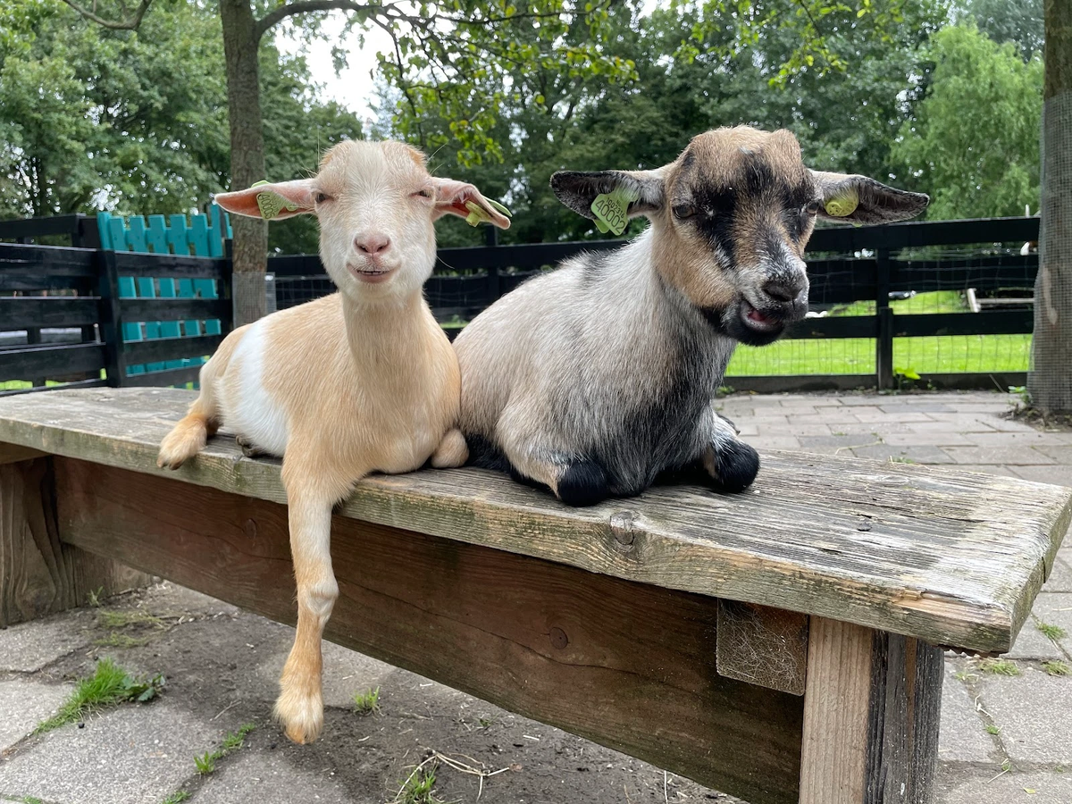 Kinderboerderij De Heij