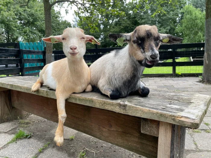 Kinderboerderij De Heij